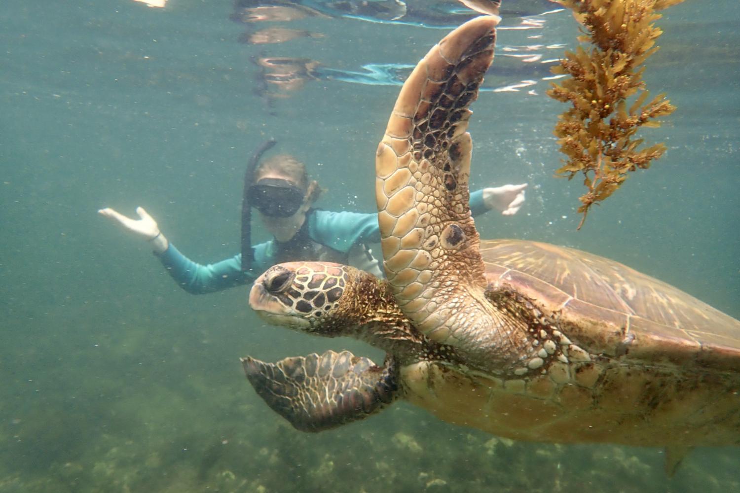 一名<a href='http://awic.ngskmc-eis.net'>全球十大赌钱排行app</a>学生在Galápagos群岛游学途中与一只巨龟游泳.
